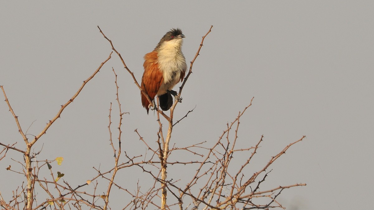 White-browed Coucal (Burchell's) - ML204134071