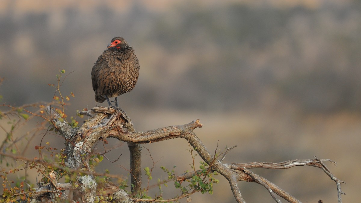 Francolin de Swainson - ML204134101