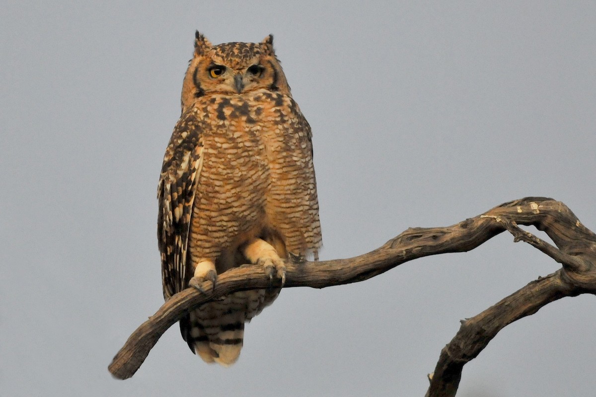 Spotted Eagle-Owl - ML204134381