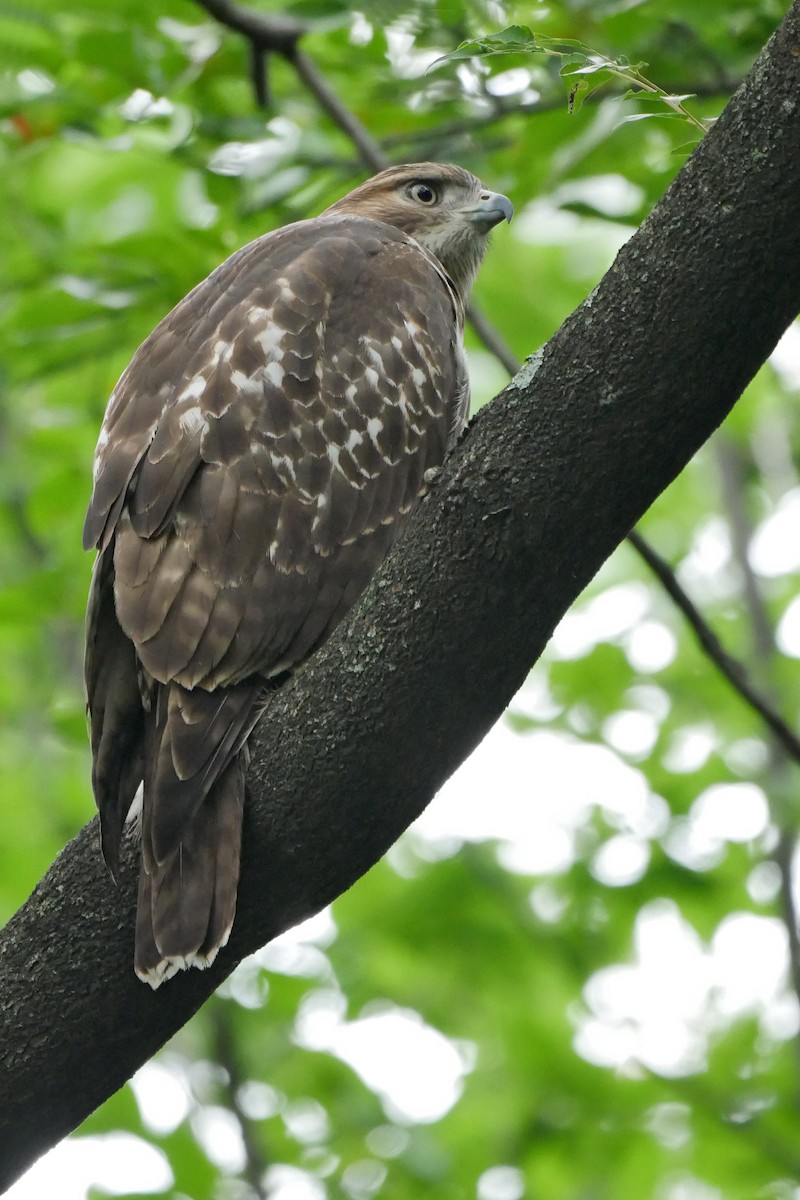 Red-tailed Hawk (borealis) - ML204134591