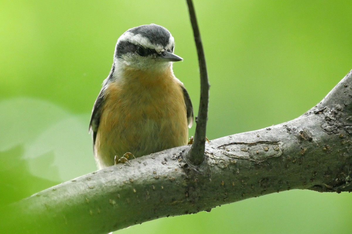 Red-breasted Nuthatch - ML204134601