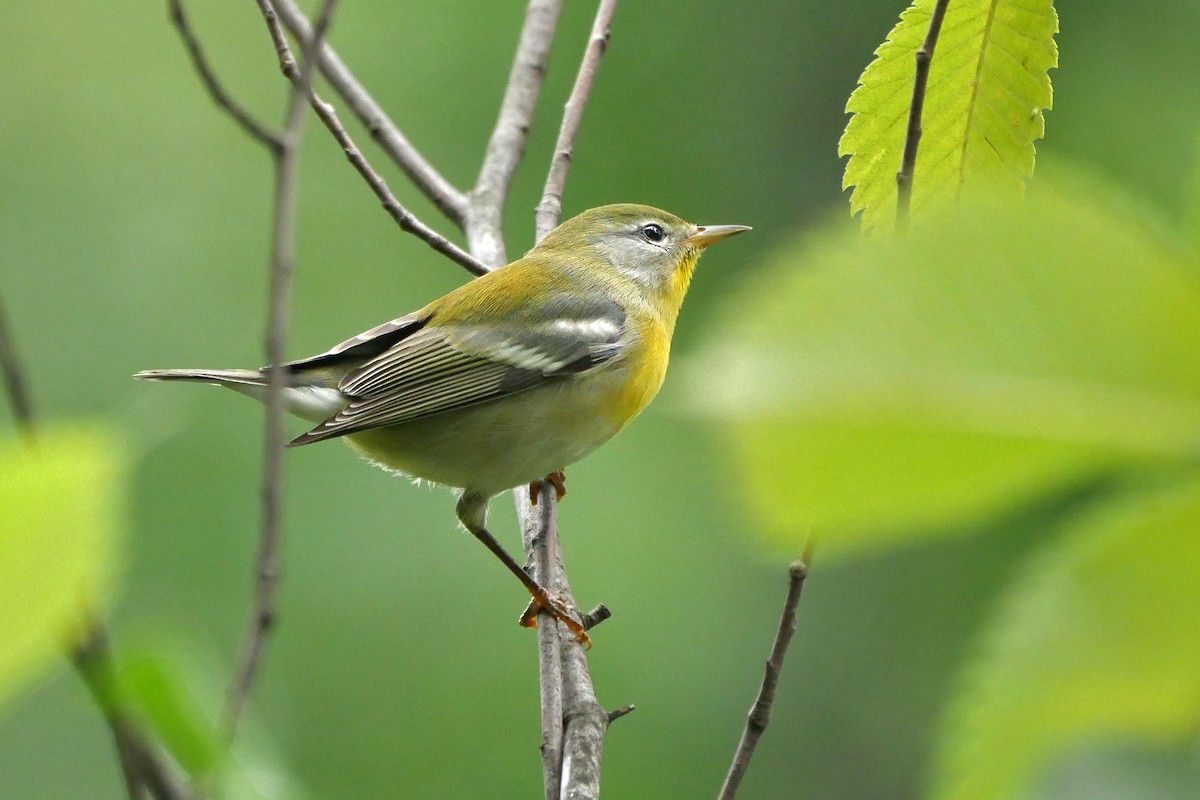 Northern Parula - ML204134611