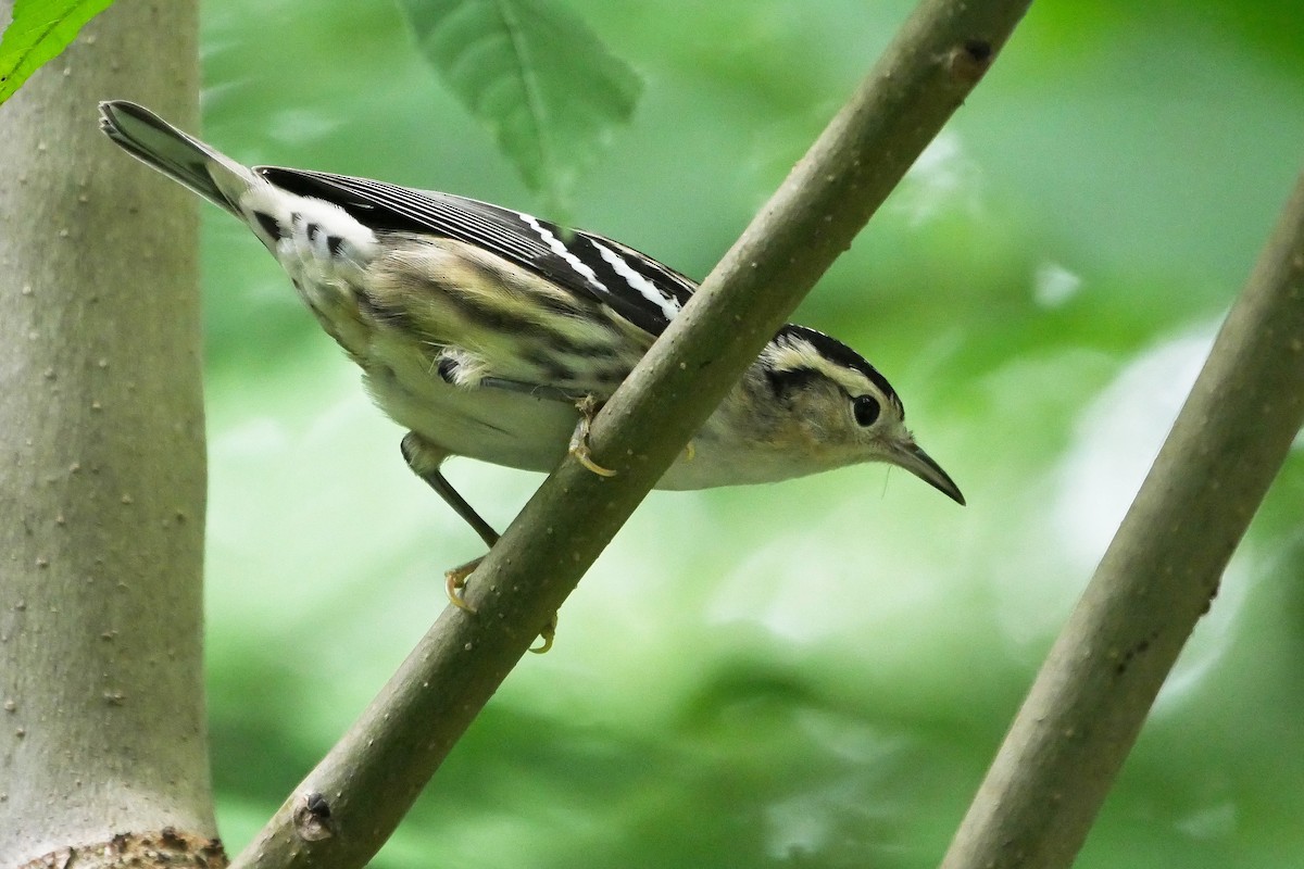 Black-and-white Warbler - ML204134621
