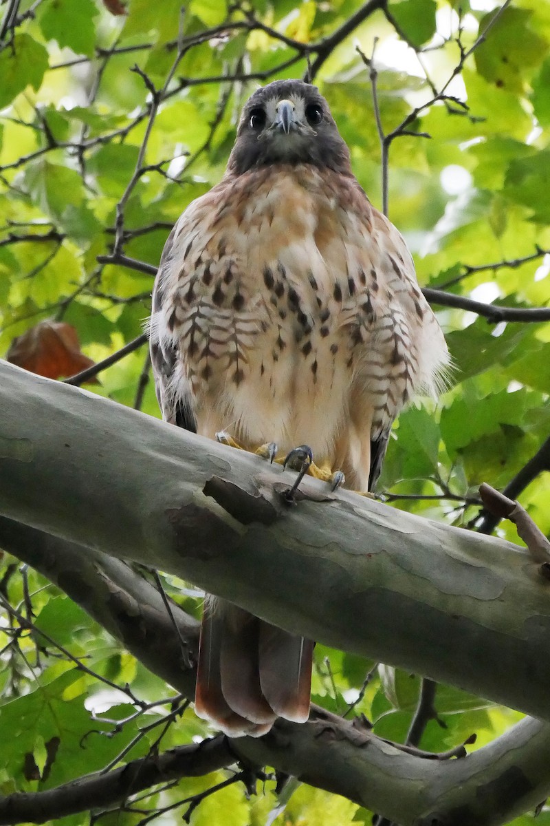 Red-tailed Hawk (borealis) - Tom Heijnen