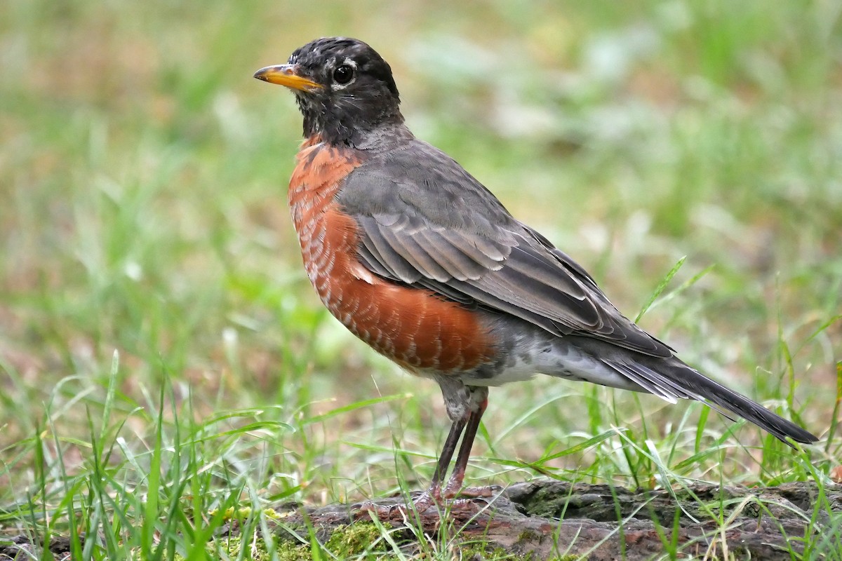 American Robin - Tom Heijnen