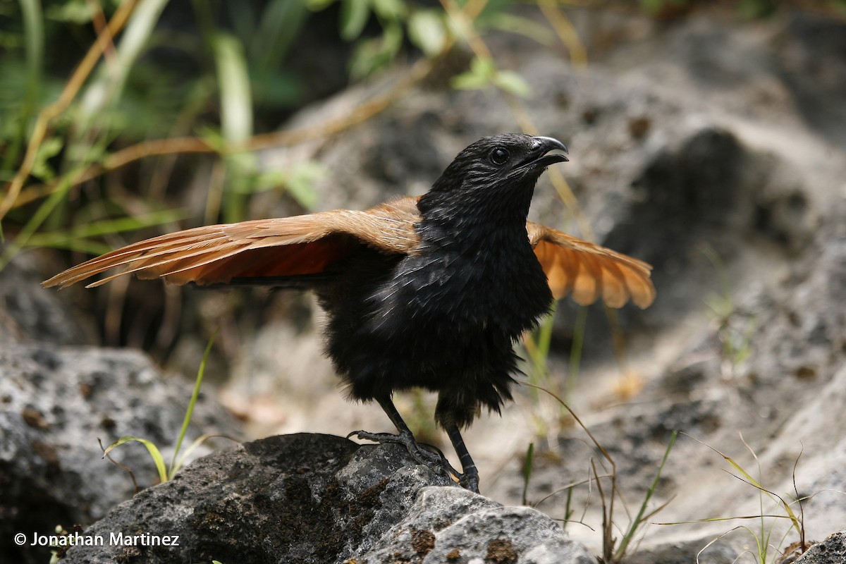 Lesser Coucal - ML204134651