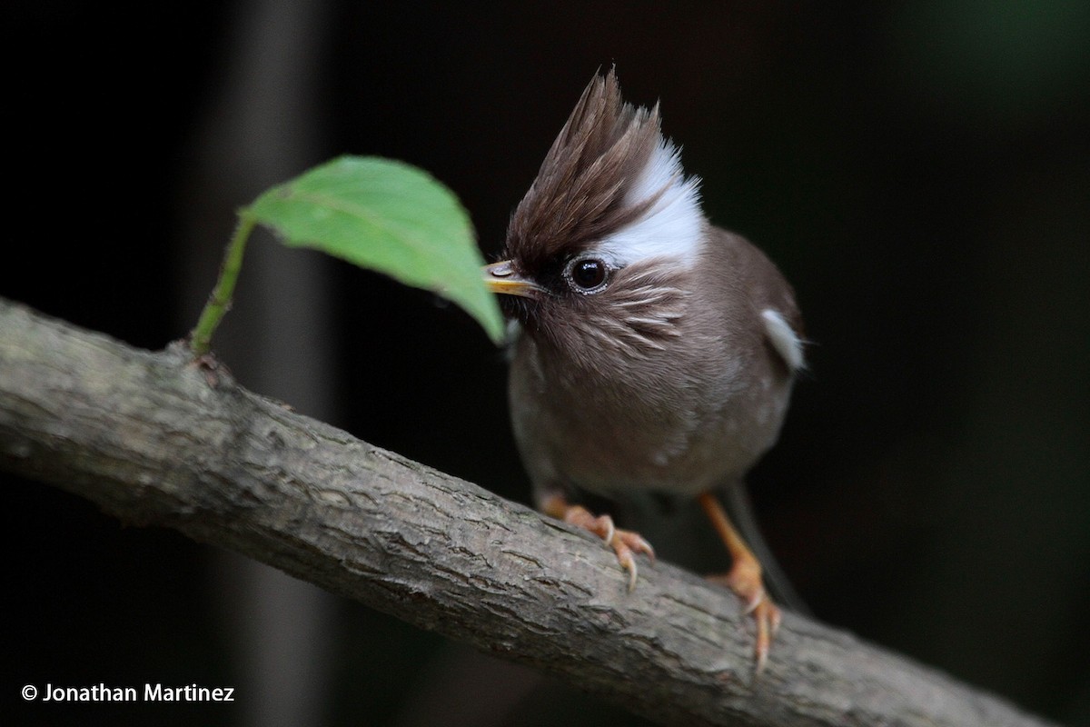 White-collared Yuhina - Jonathan Martinez