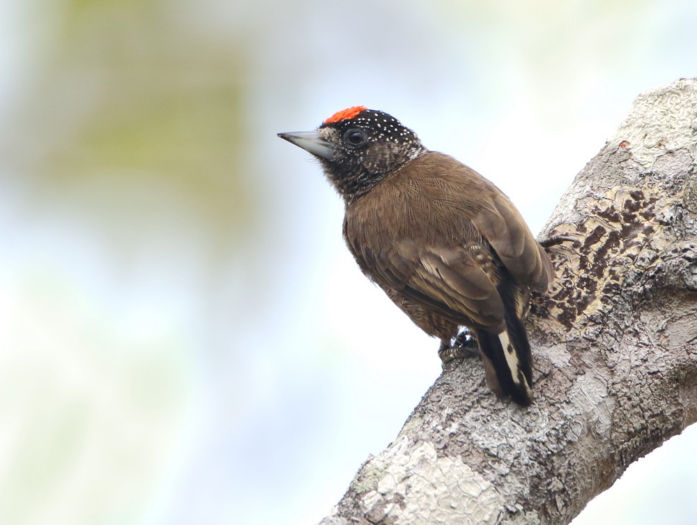 Varzea Piculet - Anselmo  d'Affonseca