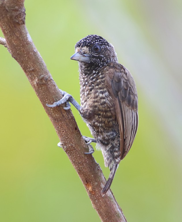 Varzea Piculet - Anselmo  d'Affonseca