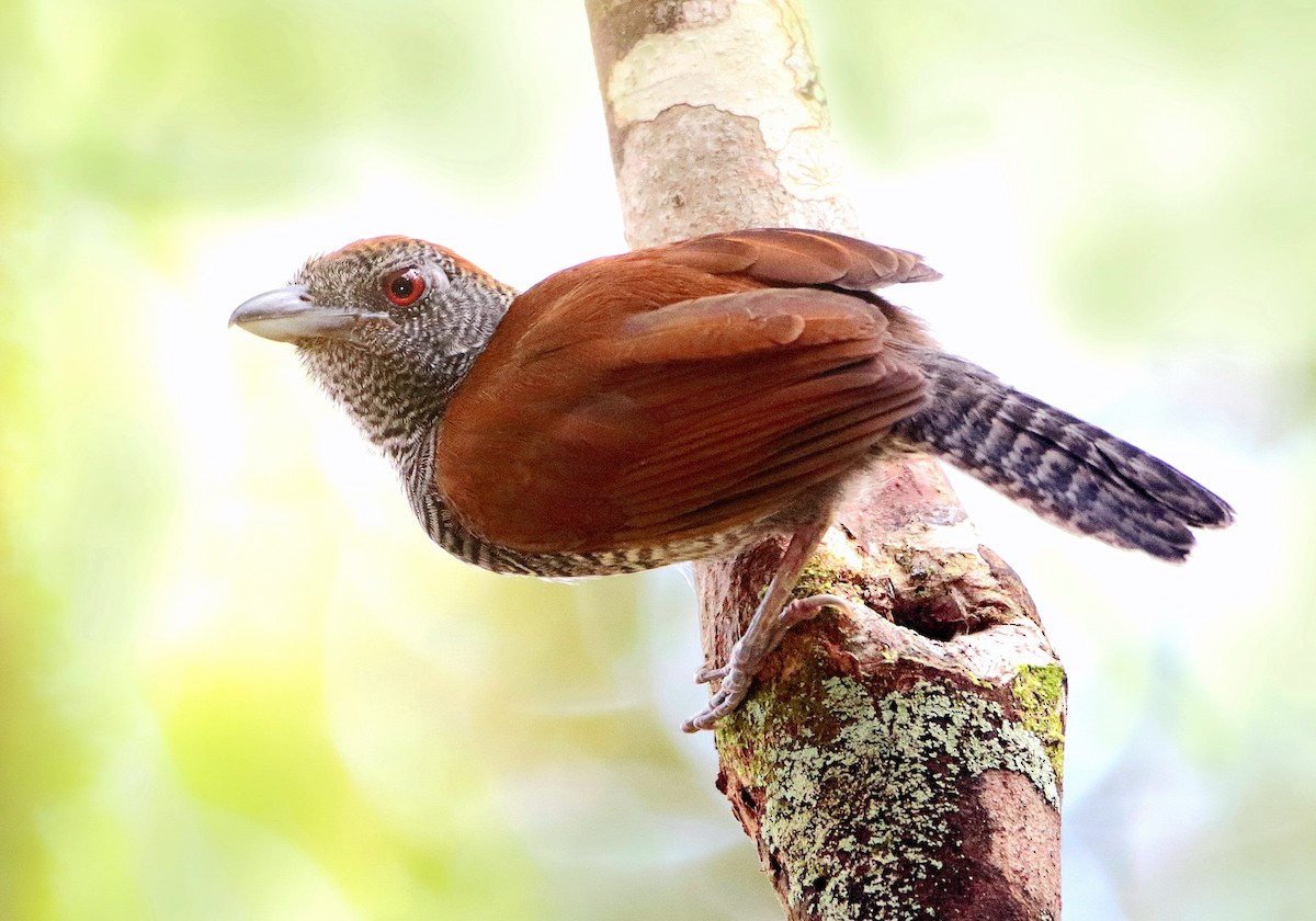 Black-throated Antshrike - Anselmo  d'Affonseca