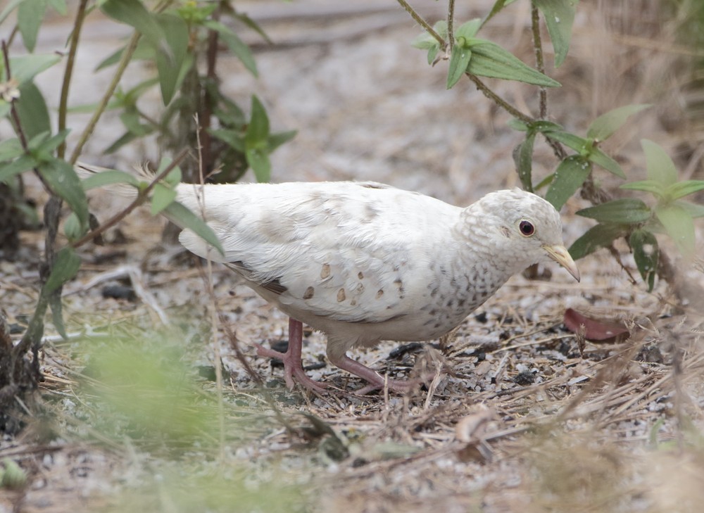 Common Ground Dove - ML204135021