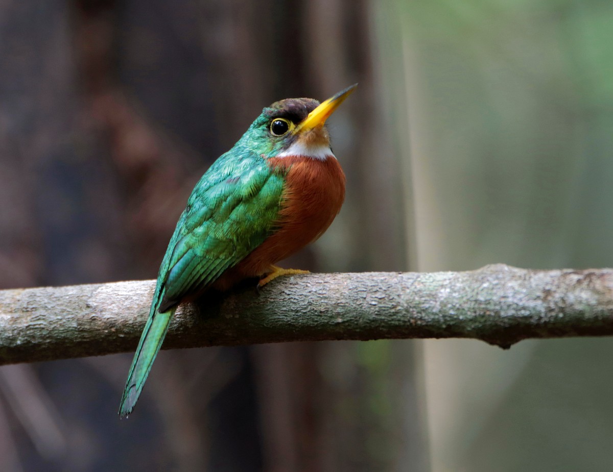 Yellow-billed Jacamar (Yellow-billed) - Anselmo  d'Affonseca