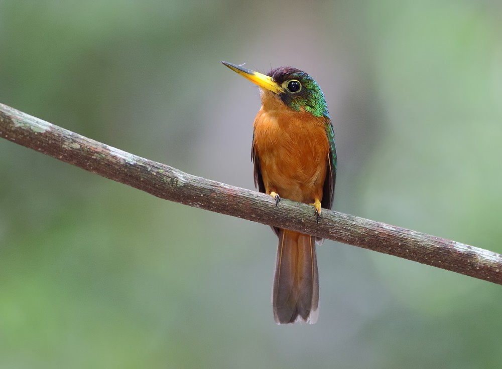 Yellow-billed Jacamar (Yellow-billed) - Anselmo  d'Affonseca