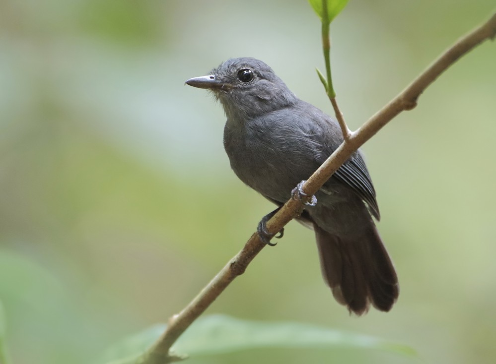 Cinereous Antshrike - Anselmo  d'Affonseca