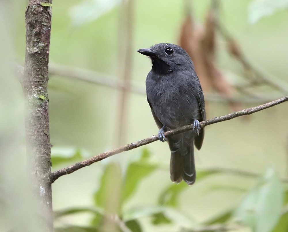 Dusky-throated Antshrike - Anselmo  d'Affonseca