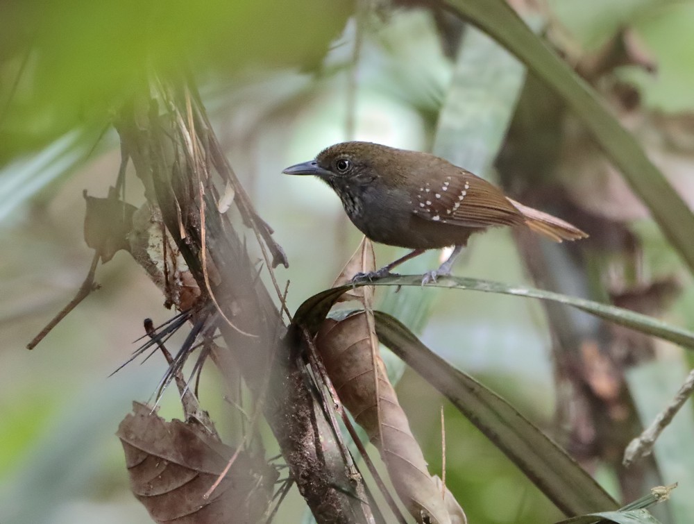 Brown-bellied Stipplethroat - Anselmo  d'Affonseca