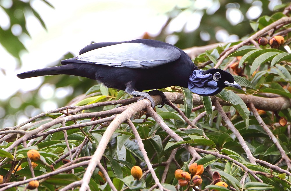 Bare-necked Fruitcrow - ML204135191