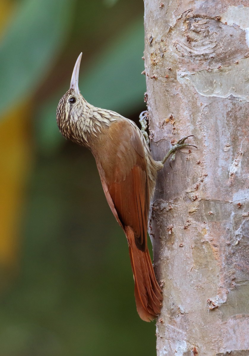 Streak-headed Woodcreeper - ML204135211