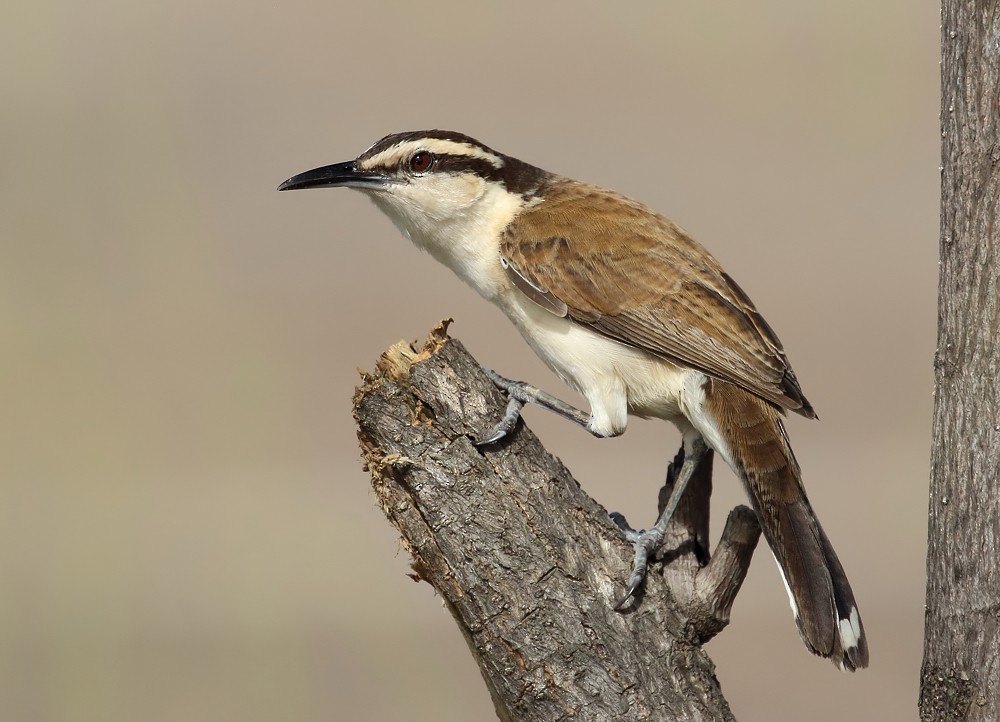 Bicolored Wren - ML204135281