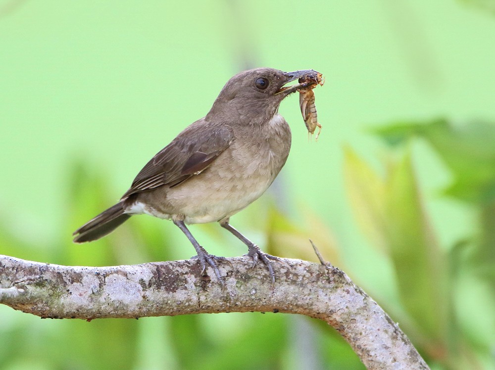 Black-billed Thrush (Amazonian) - ML204135351