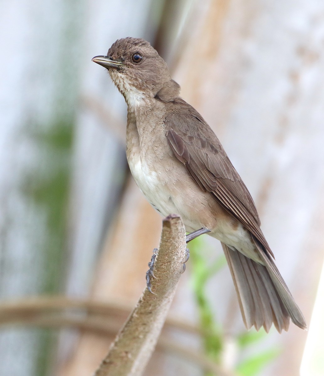 Black-billed Thrush (Amazonian) - ML204135391