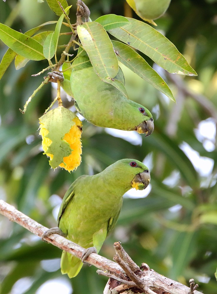 Short-tailed Parrot - ML204135451