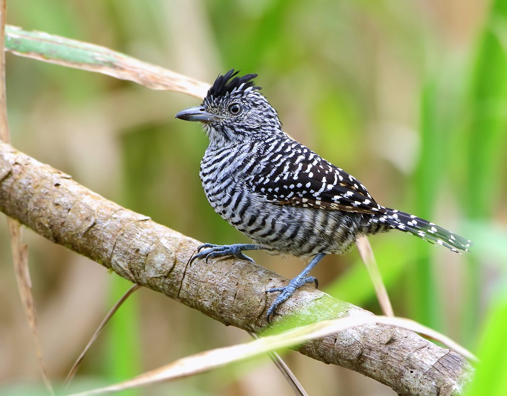 Barred Antshrike - ML204135491