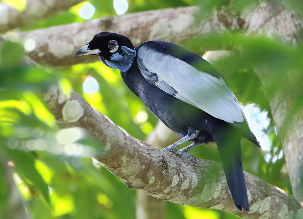 Bare-necked Fruitcrow - ML204135521