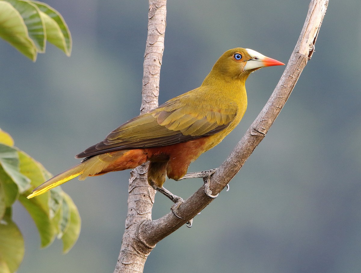 Green Oropendola - Anselmo  d'Affonseca
