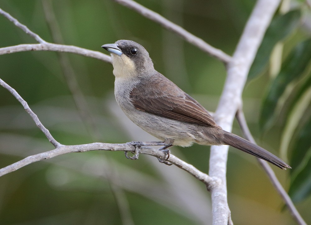 ML204135541 - Red-shouldered Tanager - Macaulay Library