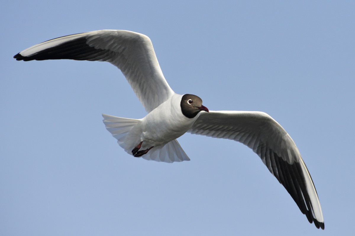 Mouette rieuse - ML204136151