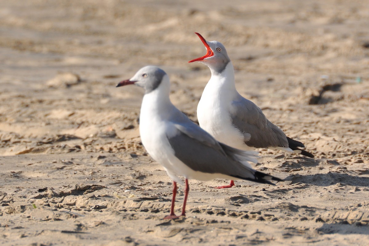 Gray-hooded Gull - Tom Heijnen