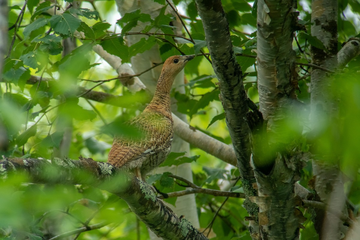 Black-billed Capercaillie - Simon Steiger