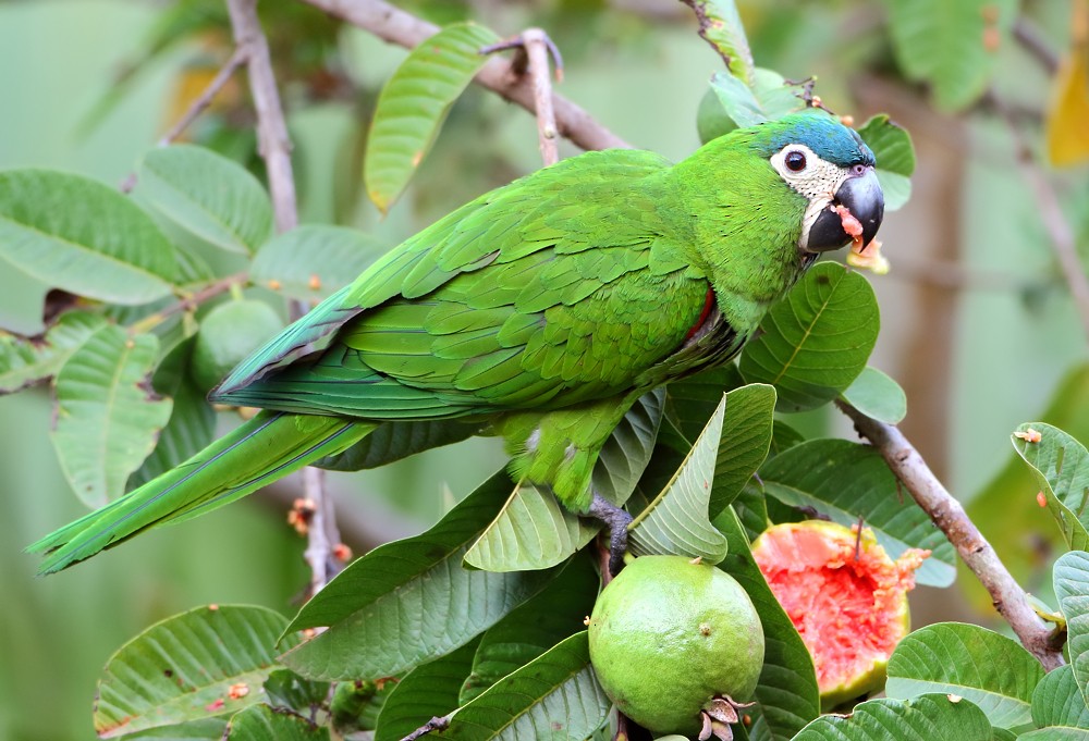 Red-shouldered Macaw (Northern) - Anselmo  d'Affonseca