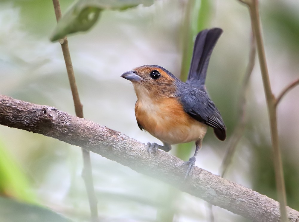 Rose-breasted Chat (Rose-breasted) - ML204137201