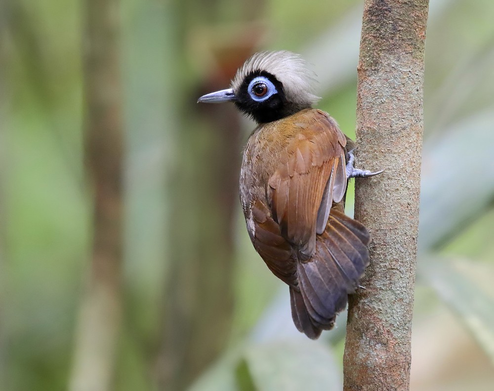 Hairy-crested Antbird - Anselmo  d'Affonseca