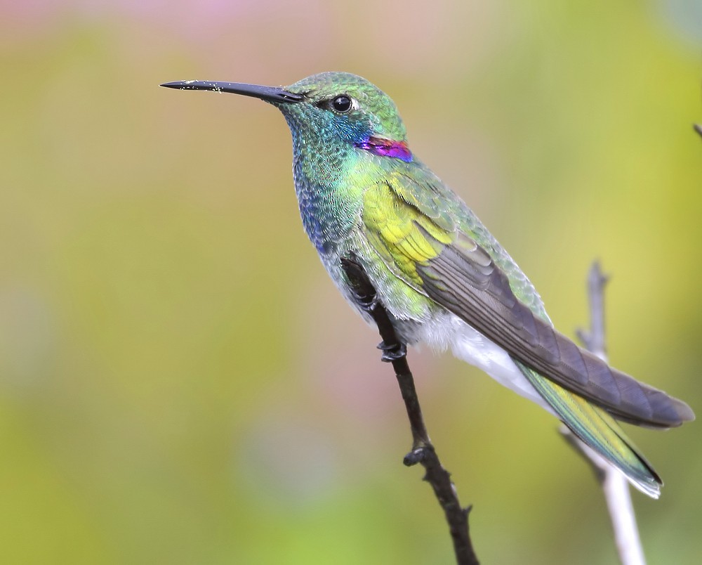 White-vented Violetear - ML204137291