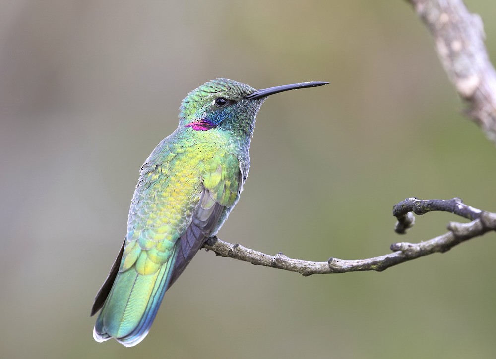 White-vented Violetear - ML204137311