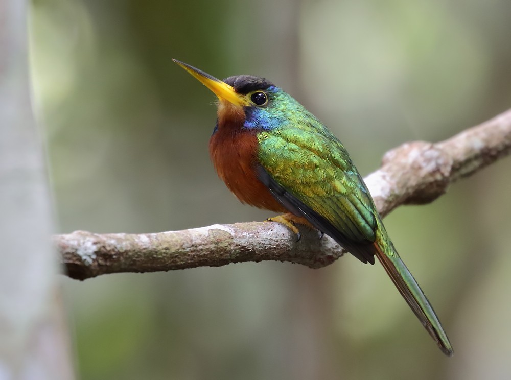 Blue-cheeked Jacamar - Anselmo  d'Affonseca