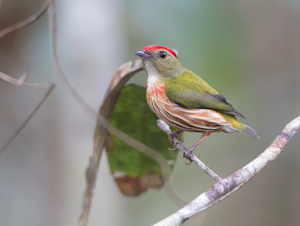 Striolated Manakin (Striolated) - ML204137401