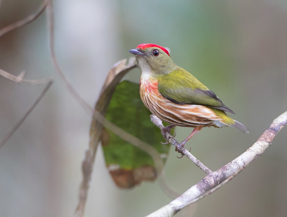 Striolated Manakin (Striolated) - ML204137401