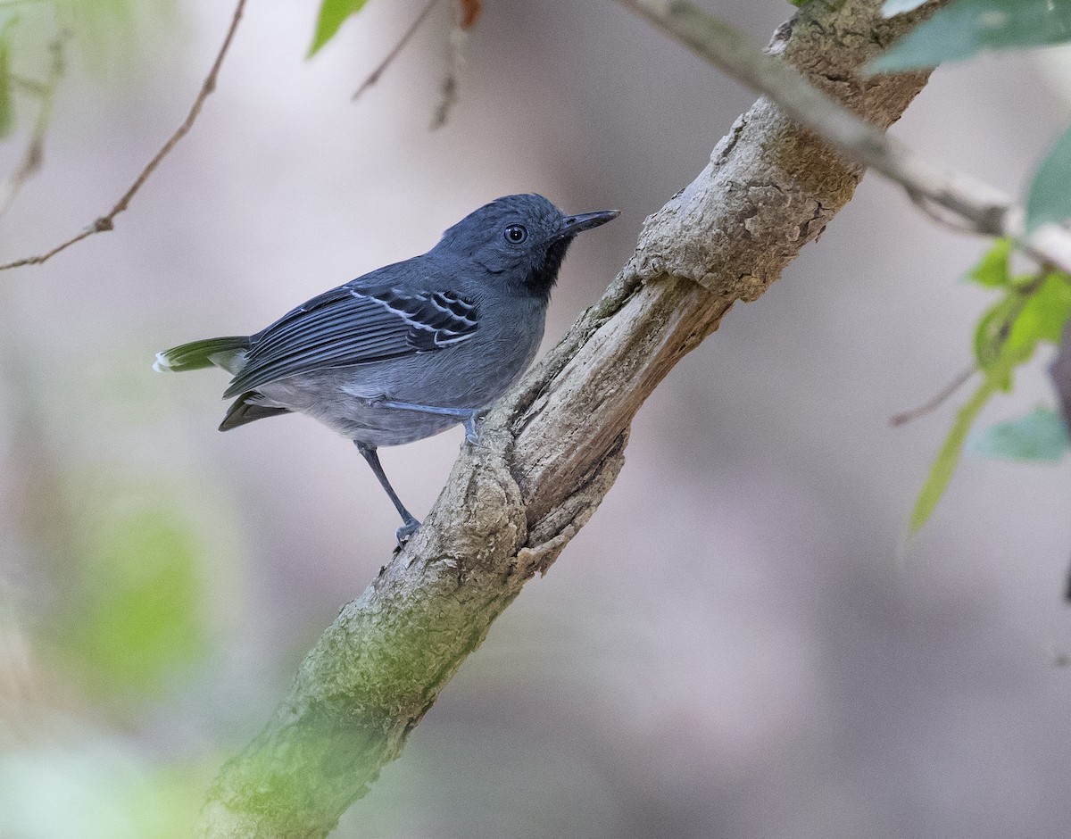 Black-chinned Antbird - Anselmo  d'Affonseca
