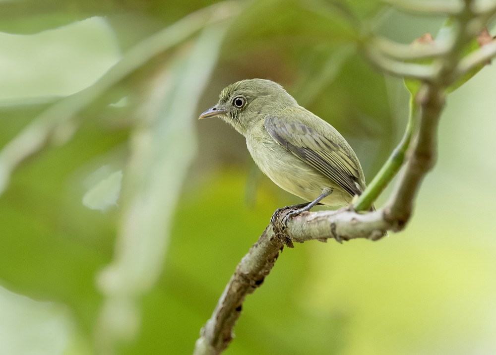 Dwarf Tyrant-Manakin - ML204137571