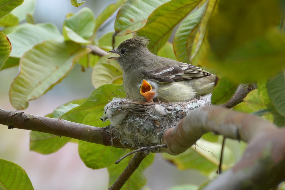 Yellow-bellied Elaenia - Tom Heijnen