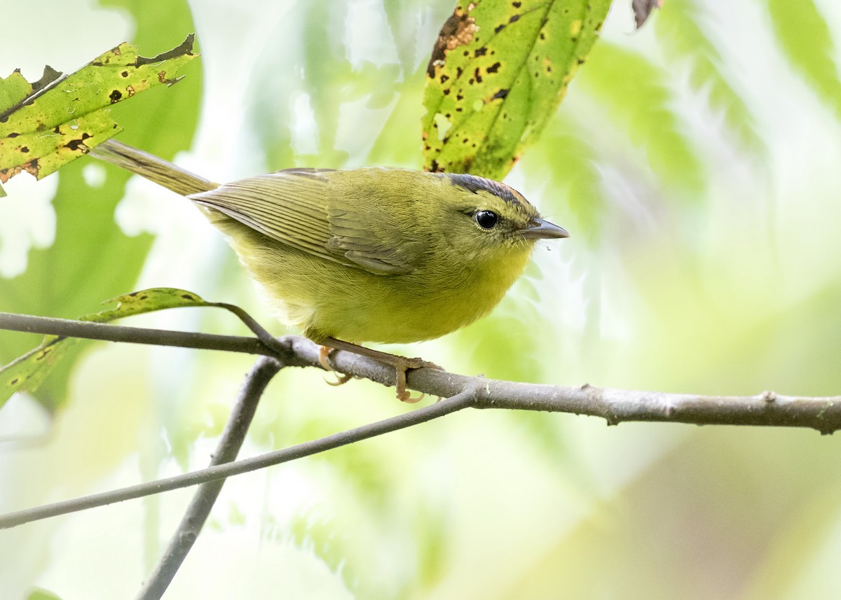 Two-banded Warbler (Roraiman) - Anselmo  d'Affonseca