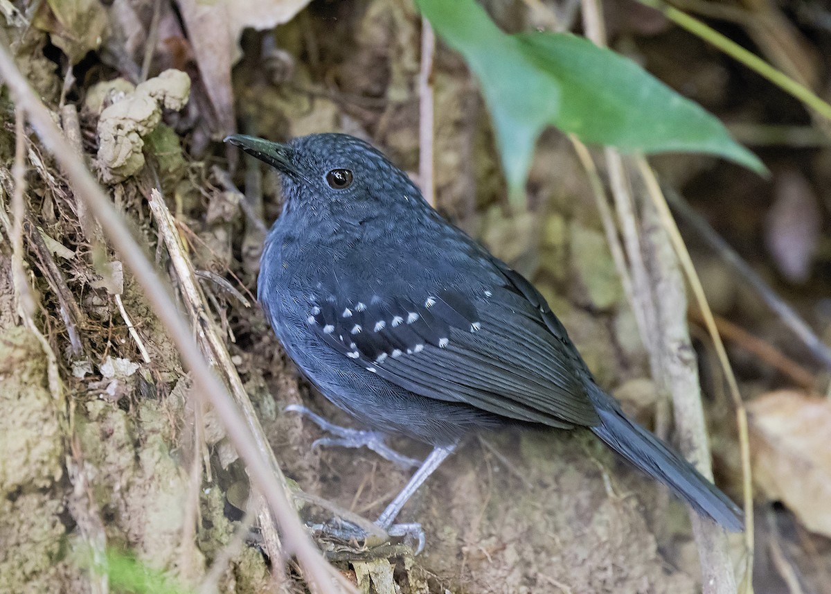 Caura Antbird - Anselmo  d'Affonseca