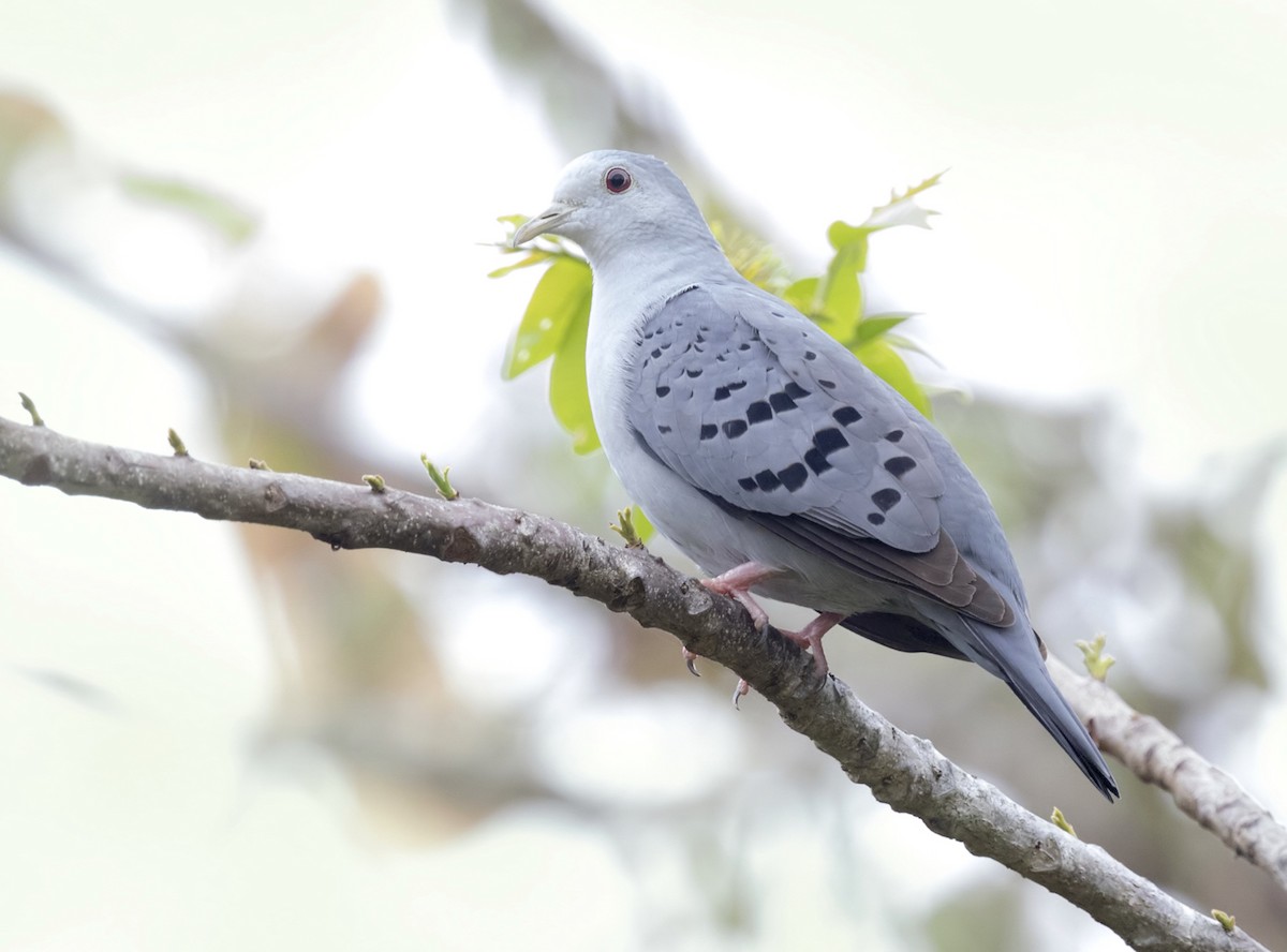 Blue Ground Dove - ML204139141