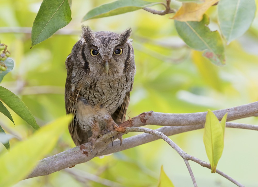 Tropical Screech-Owl - ML204139261