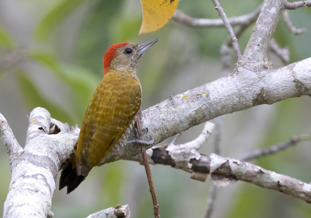 Little Woodpecker - Anselmo  d'Affonseca