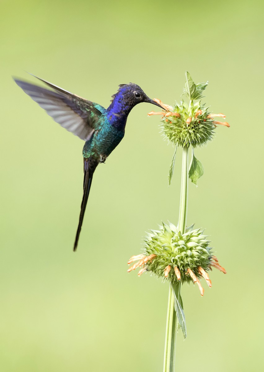 Swallow-tailed Hummingbird - Anselmo  d'Affonseca